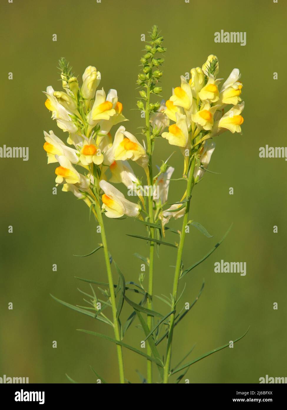 Yellow flowers of toadflax plant, Linaria vulgaris Stock Photo