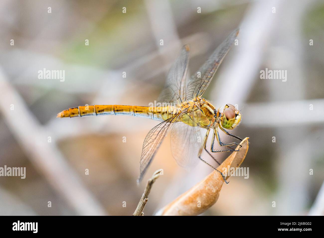 The Southern Darter (Sympetrum meridionale) is a species of dragonfly