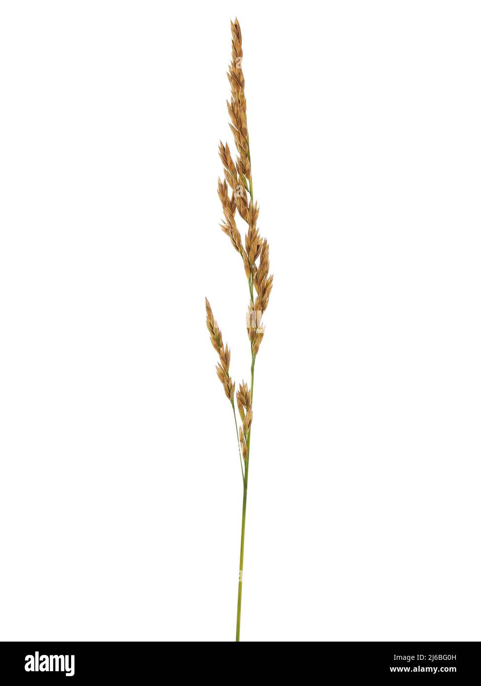 Ear of grass isolated on white background Stock Photo