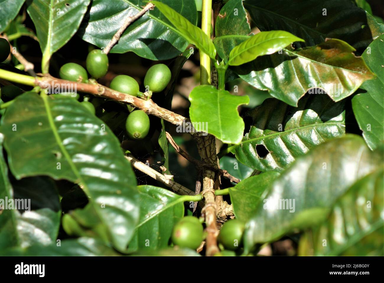 Green unripe coffee beans at the bush Stock Photo