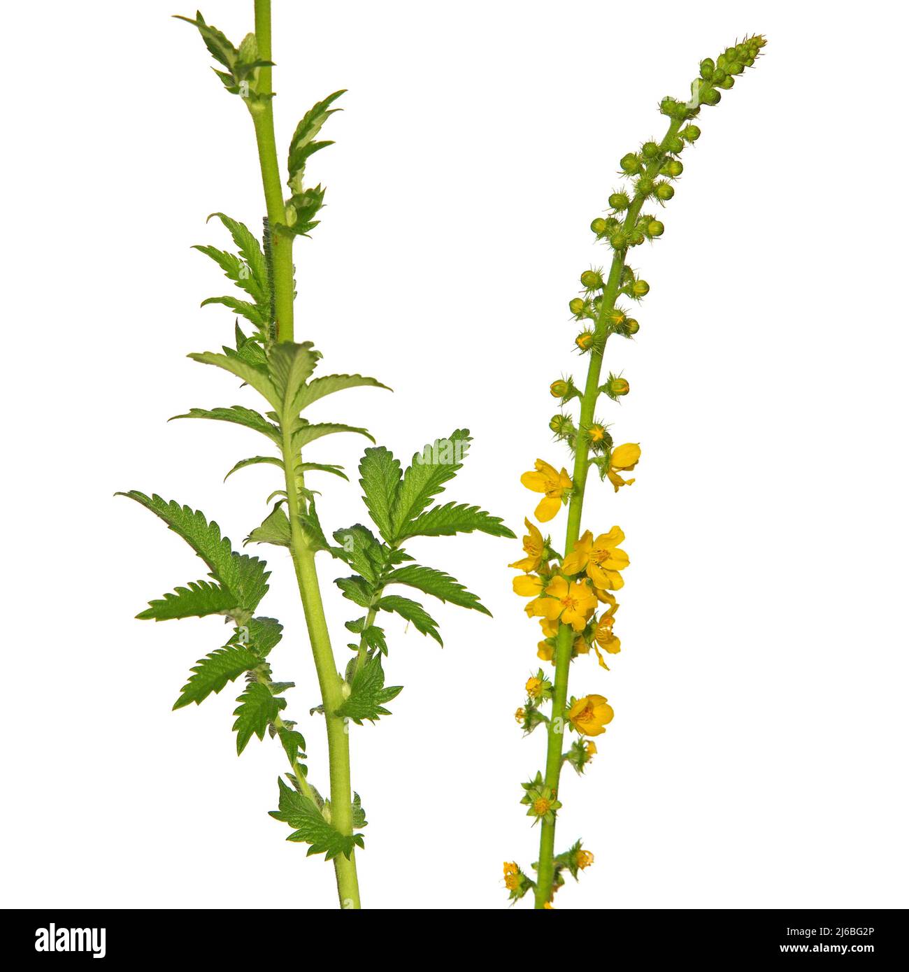 Yellow flower of Common agrimony isolated on white, Agrimonia eupatoria Stock Photo