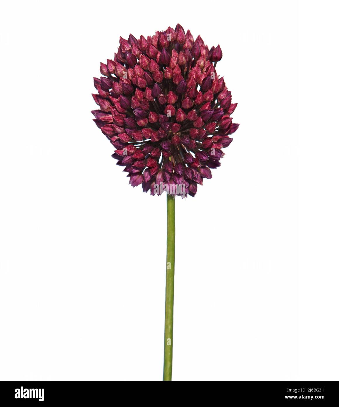 Flower head of round-headed leek or purple flowered garlic isolated. Allium rotundum Stock Photo