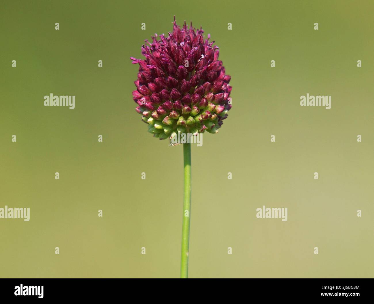 Flower head of round-headed leek or purple flowered garlic. Allium rotundum Stock Photo