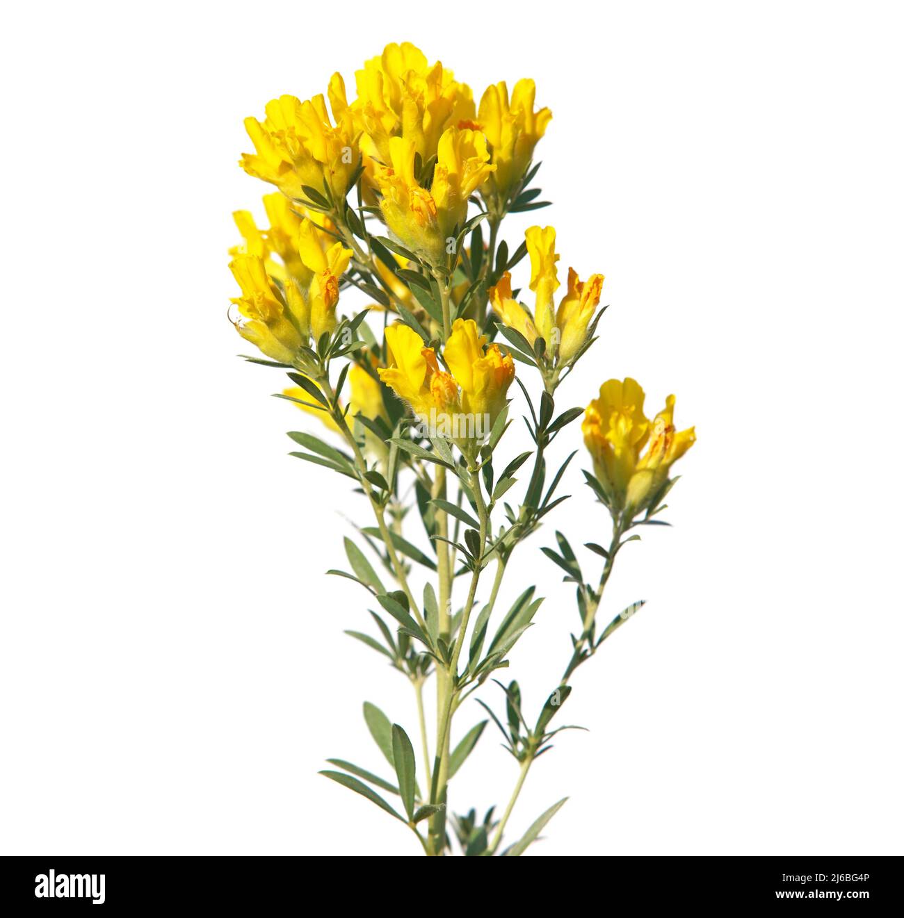 Yellow flowers of Austrian clustered broom isolated on white, Chamaecytisus austriacus Stock Photo