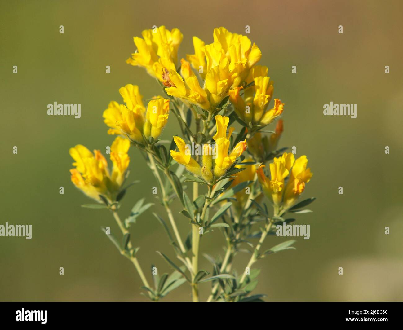 Yellow flowers of Austrian clustered broom, Chamaecytisus austriacus Stock Photo
