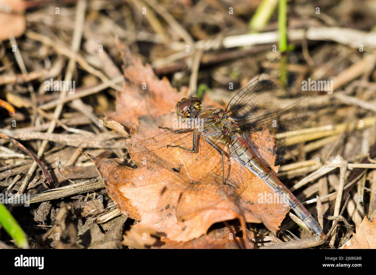 The common darter (Sympetrum striolatum) is a dragonfly of the family Libellulidae native to Eurasia. Stock Photo