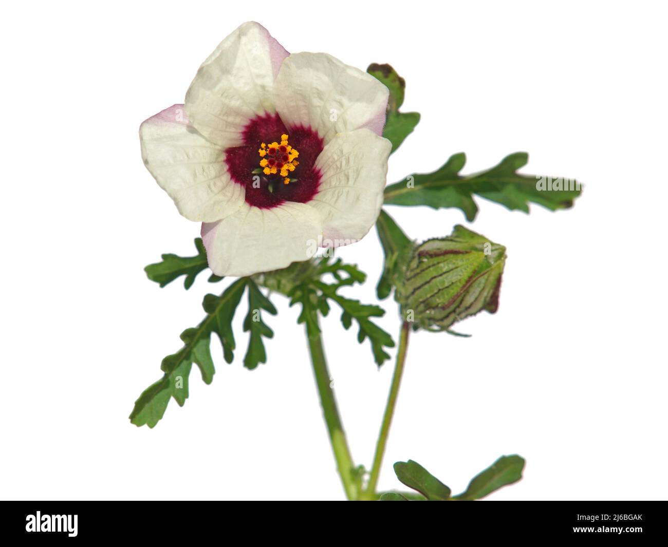 Flower-of-an-hour or bladder hibiscus white flower, Hibiscus trionum Stock Photo