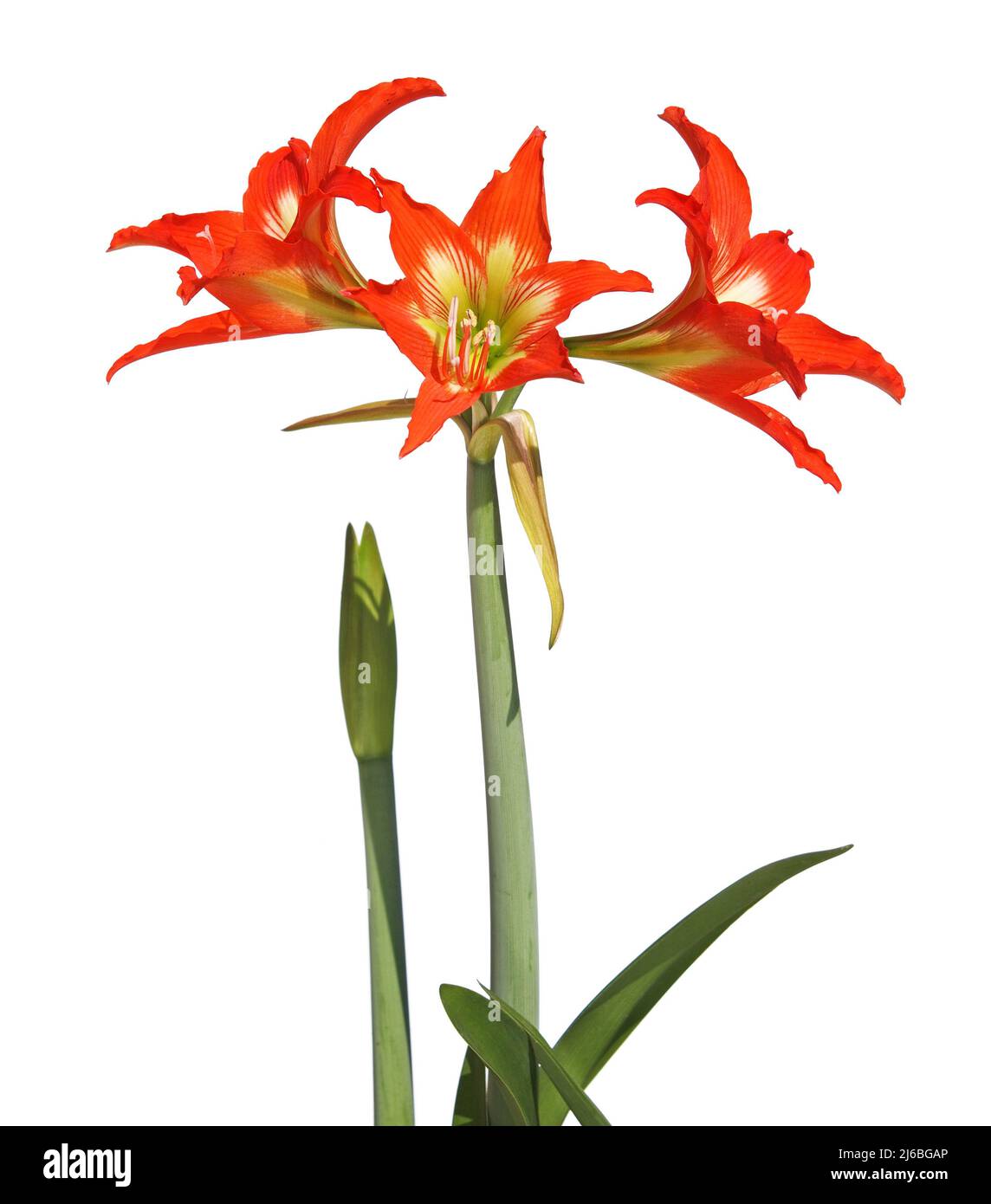 Red orange flower of Striped Barbados lily isolated on white, Hippeastrum striatum Stock Photo