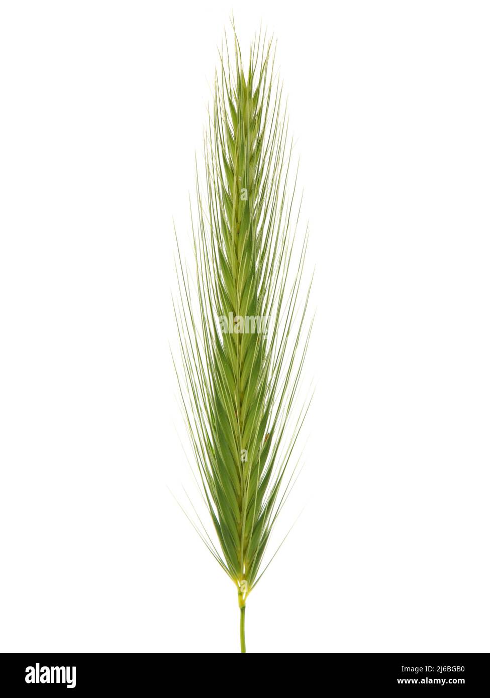 Green spike of grass isolated on white background Stock Photo