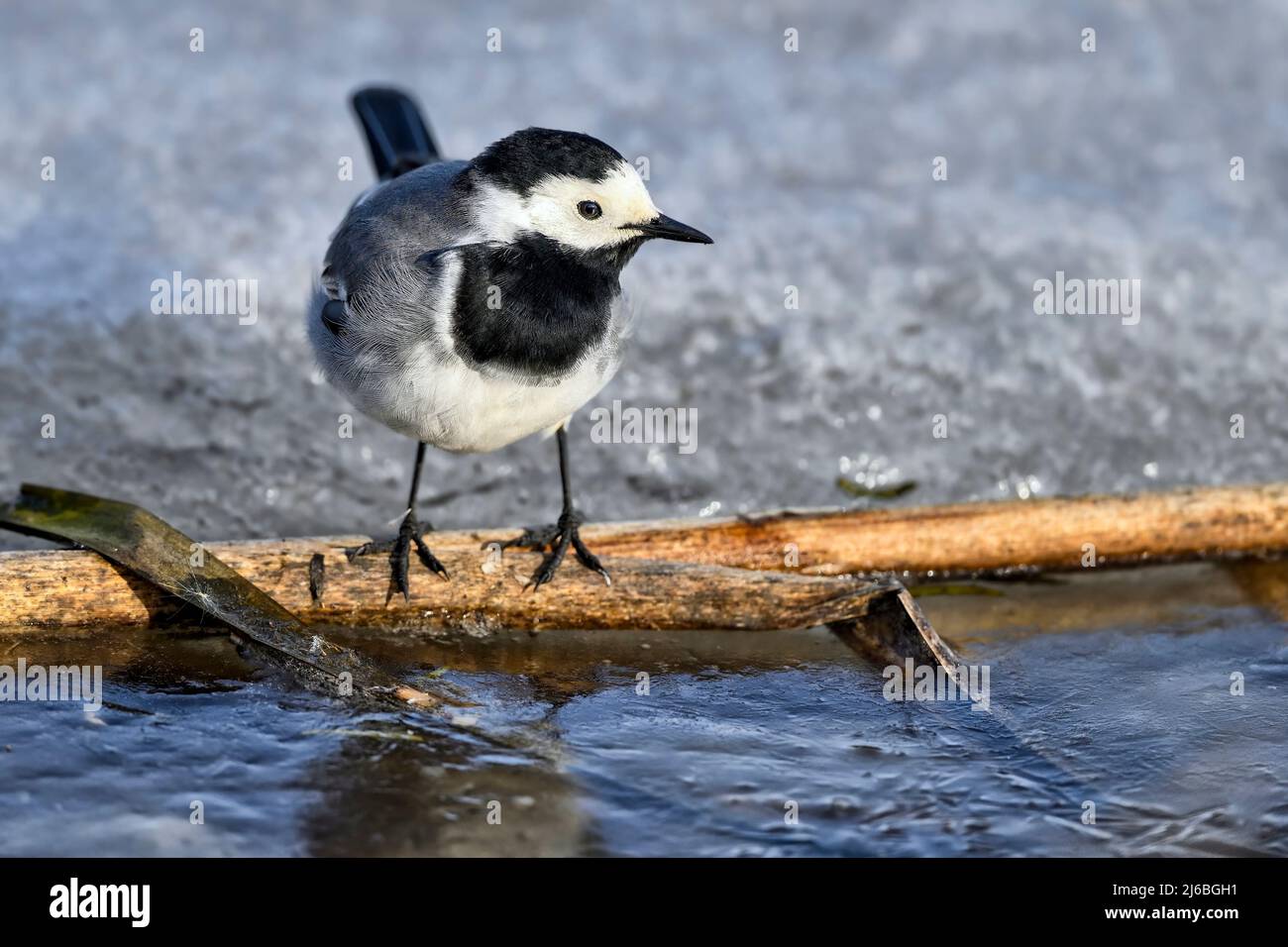 White wagtail standing on the frozen lake Stock Photo