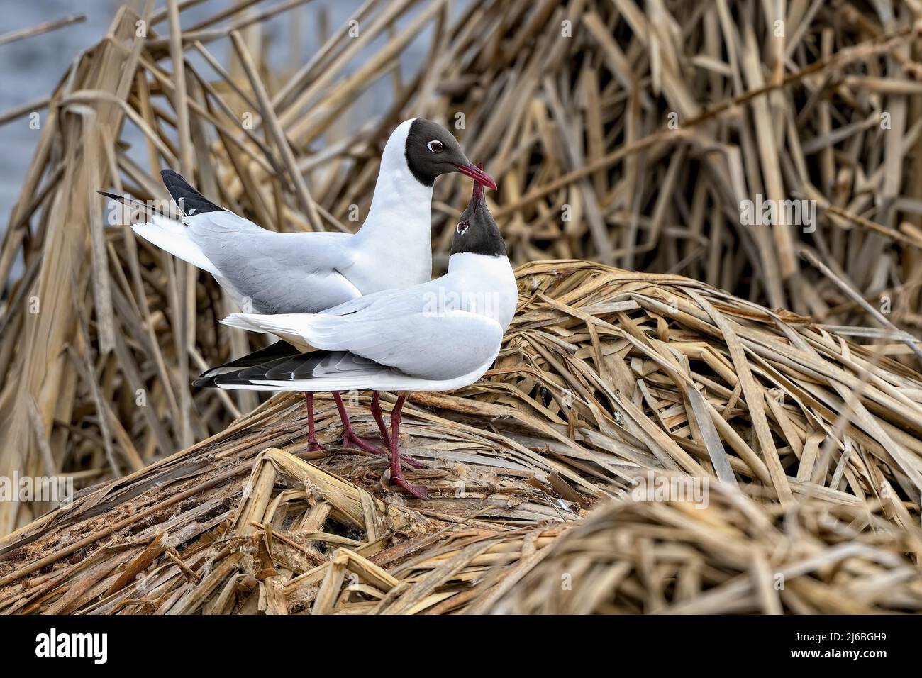 Black-headed gull, it's the beginning of new nesting season Stock Photo