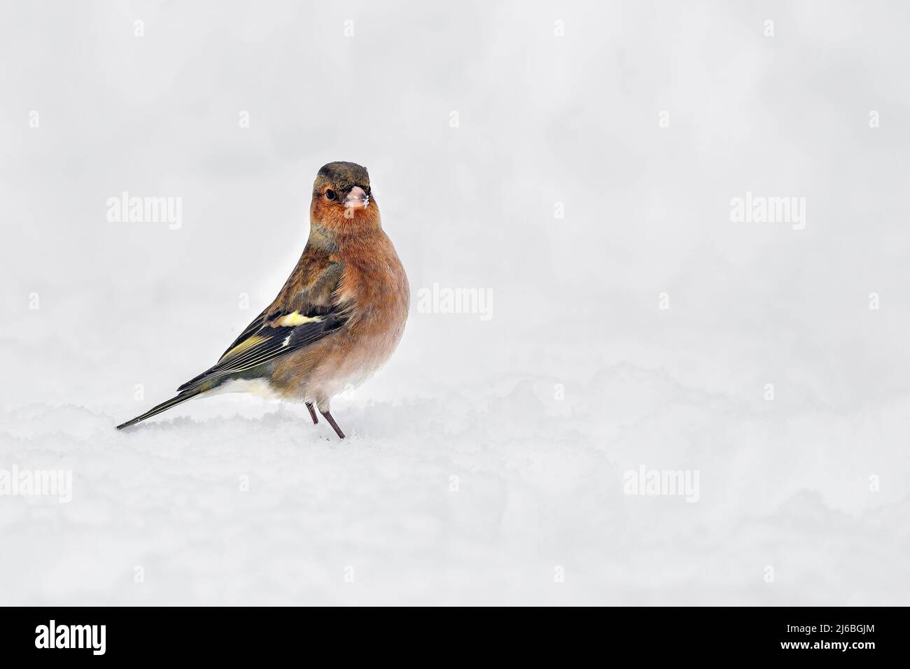 Common chaffinch on snow Stock Photo