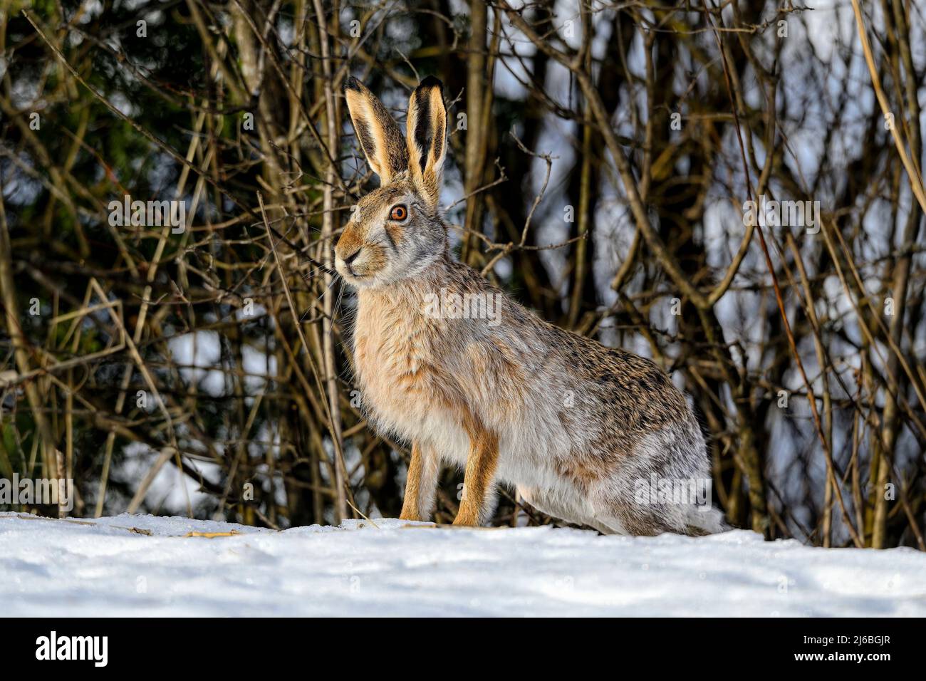 Hare in winter color on the snow Stock Photo