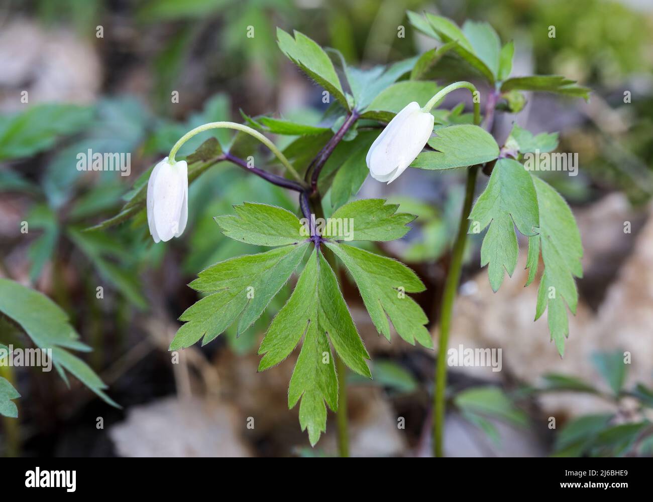 Wood anemone flowering Stock Photo Alamy