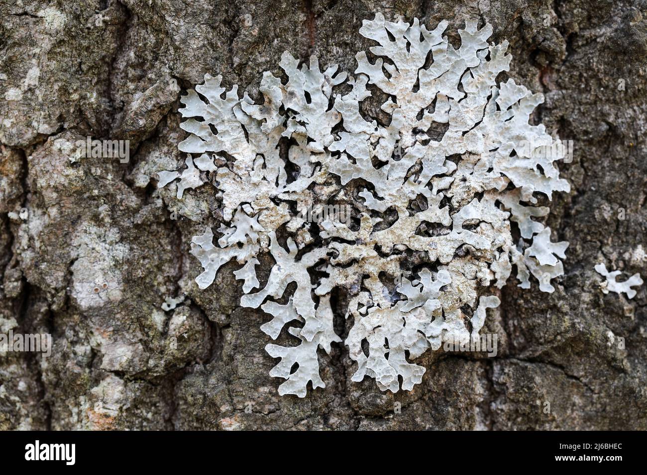 Shield lichen (Parmelia sulcata) Stock Photo