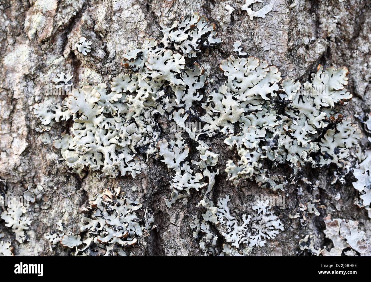 Monks-hood lichens (Hypogymnia physodes) Stock Photo