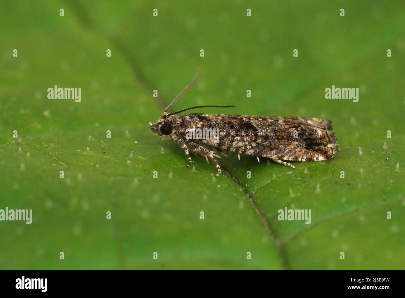 Bel Moth Bell moth hi-res stock photography and images - Alamy