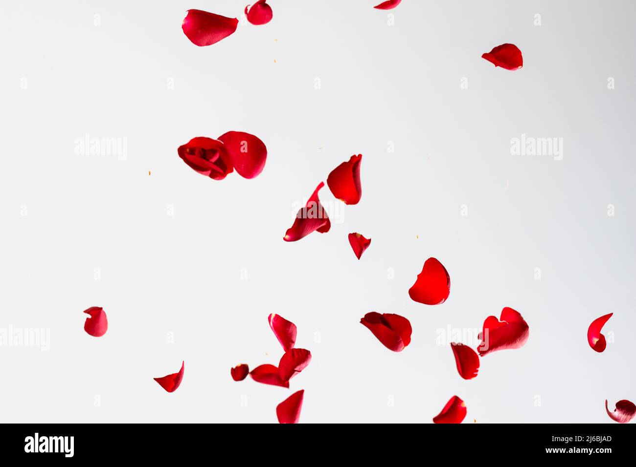 Red Rose Petals Falling in Front of White Background Stock Photo