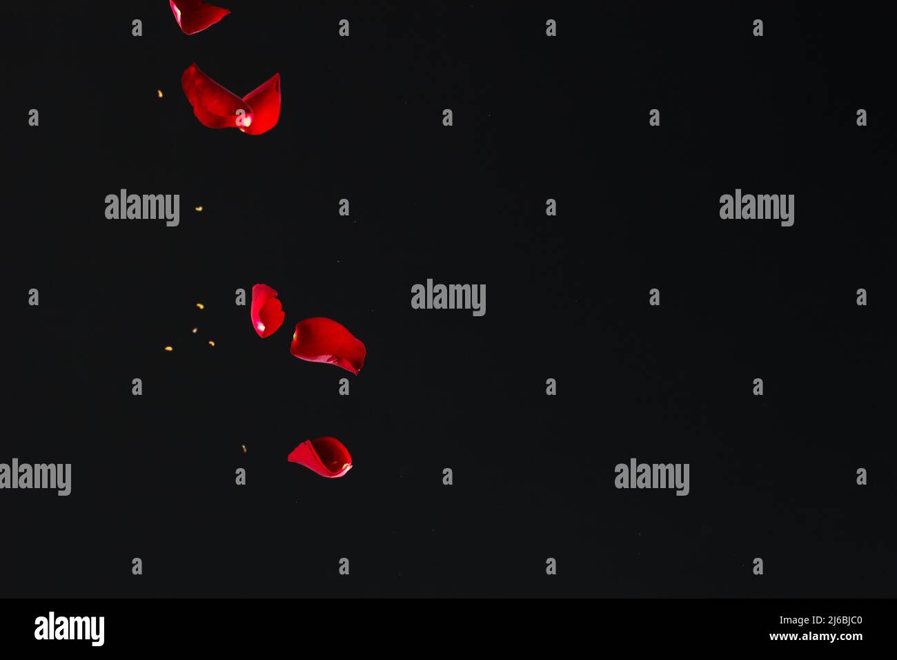 Red Rose Petals Falling in Front of Black Background Stock Photo