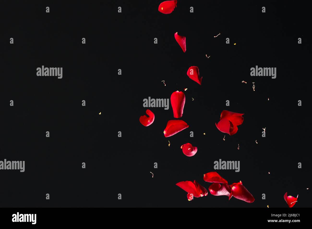 Red Rose Petals Falling in Front of Black Background Stock Photo