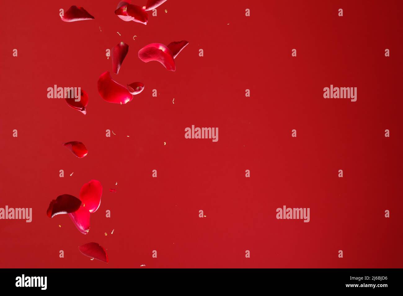 Red Rose Petals Falling in Front of Red Background Stock Photo