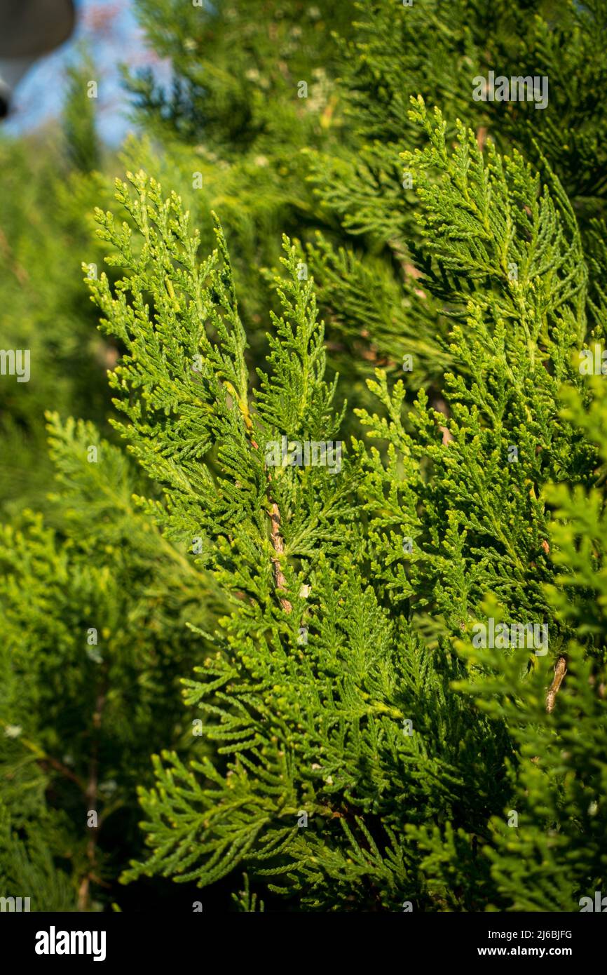 A close-up shot of a thuja plant leaves. Thuja is a genus of coniferous trees or shrubs in the Cupressaceae. Stock Photo