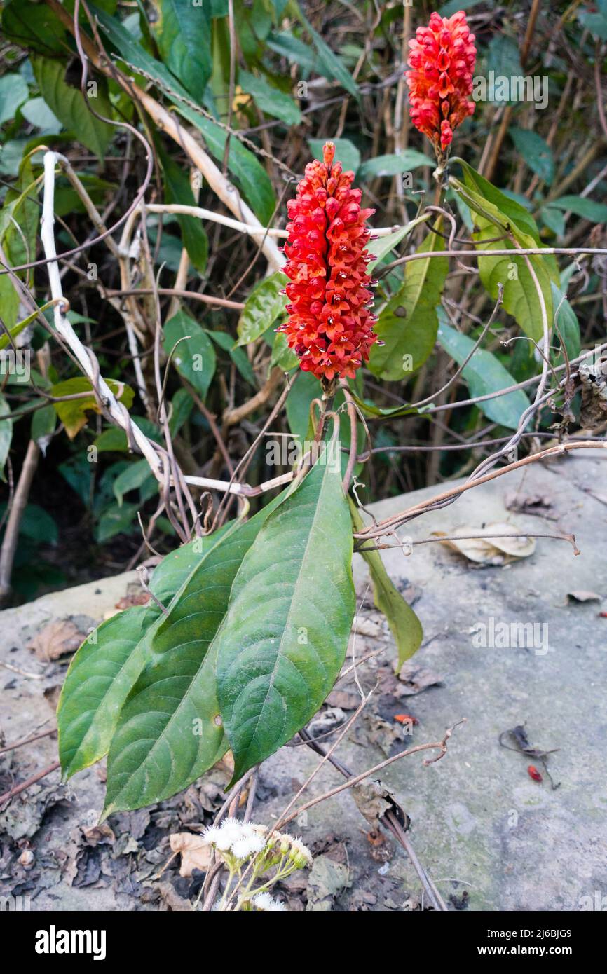 Blooming flower of Phlogacanthus with leaves. It is a genus of flowering plants in the family Acanthaceae and tribe Andrographideae Stock Photo