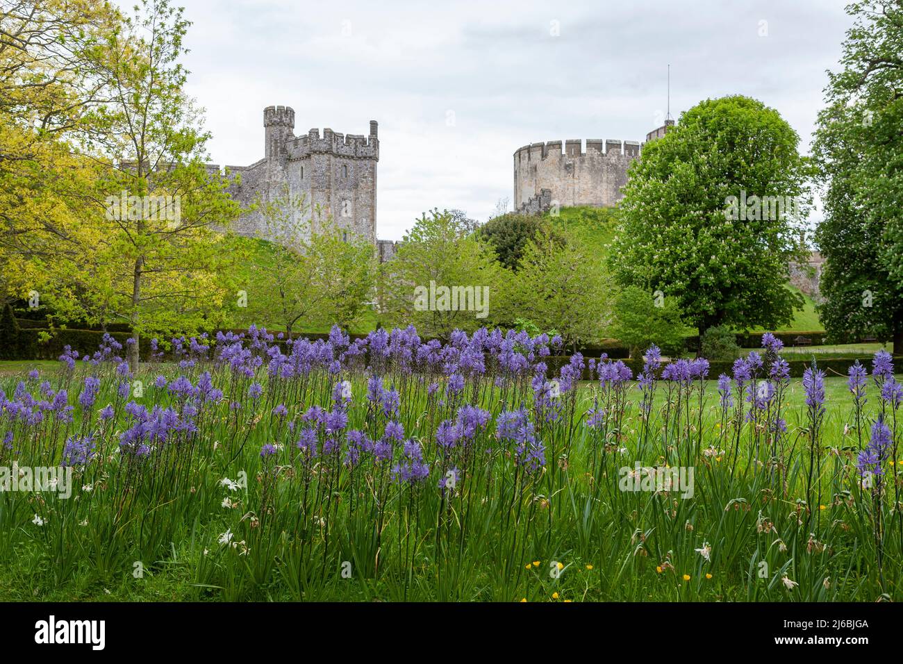 The 13th century Bevis Tower and the Norman motte, surmounted by the 12th century keep, Arundel Castle, West Sussex, England: camassia in foreground Stock Photo