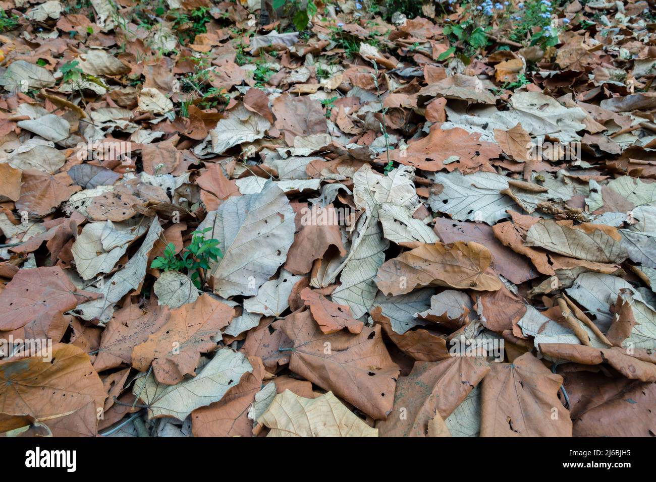 Colorful dried fallen Sal tree, Shorea robusta leaves on the ground during autumn season in an Indian forest. Stock Photo