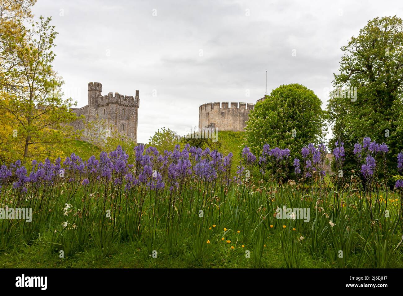 The 13th century Bevis Tower and the Norman motte, surmounted by the 12th century keep, Arundel Castle, West Sussex, England: camassia in foreground Stock Photo