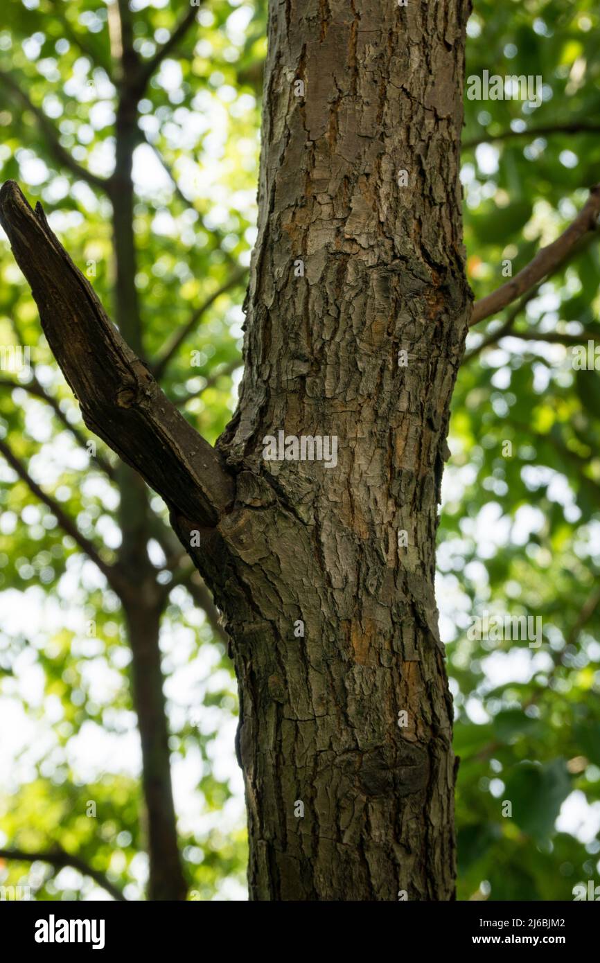 A close up shot of bark of large camphor tree (Cinnamomum camphora) common camphor wood or camphor in an Indian forest. Stock Photo