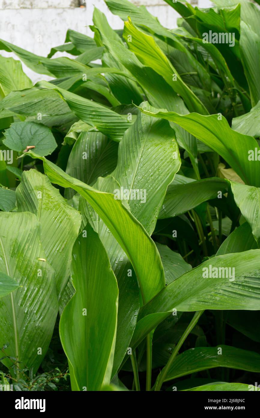 A close-up shot of turmeric leaves growing in a home garden organically. Turmeric is a flowering plant, Curcuma longa of the ginger family, Zingiberaceae Stock Photo