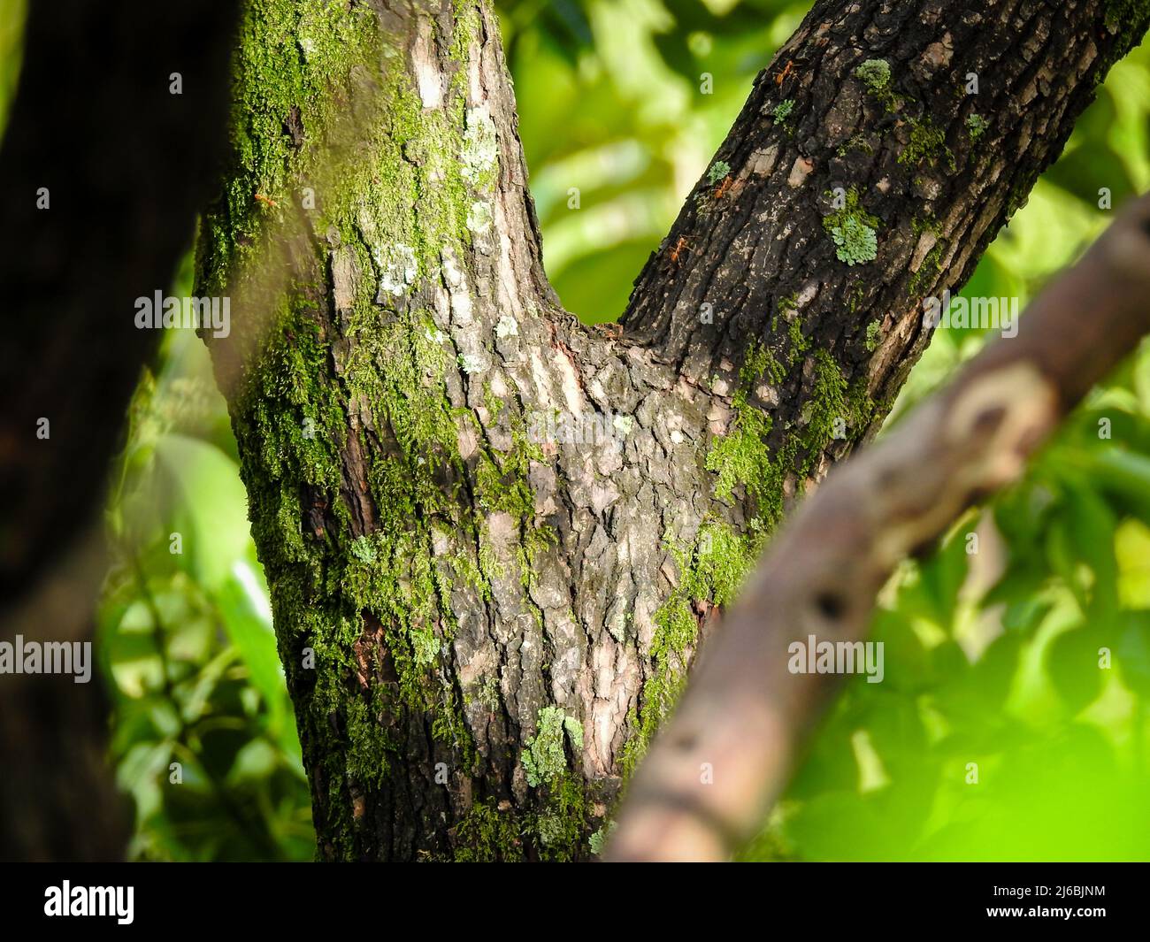 A close up shot of bark of large camphor tree (Cinnamomum camphora) common camphor wood or camphor in an Indian forest. Stock Photo