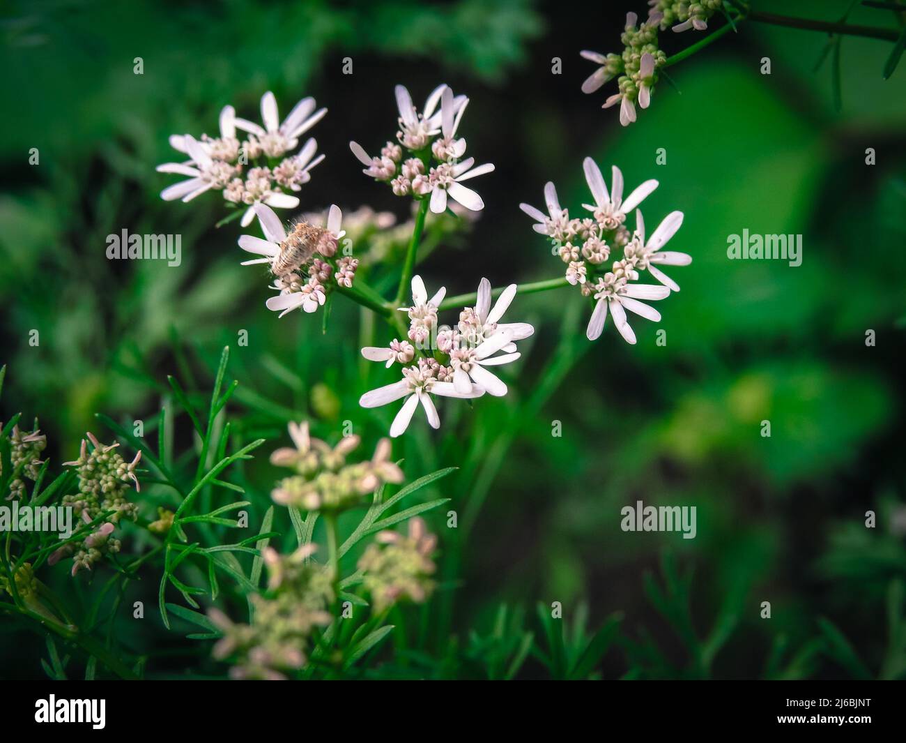 Closeup of fresh green Coriander ( cilantro ) leaves with white flowers