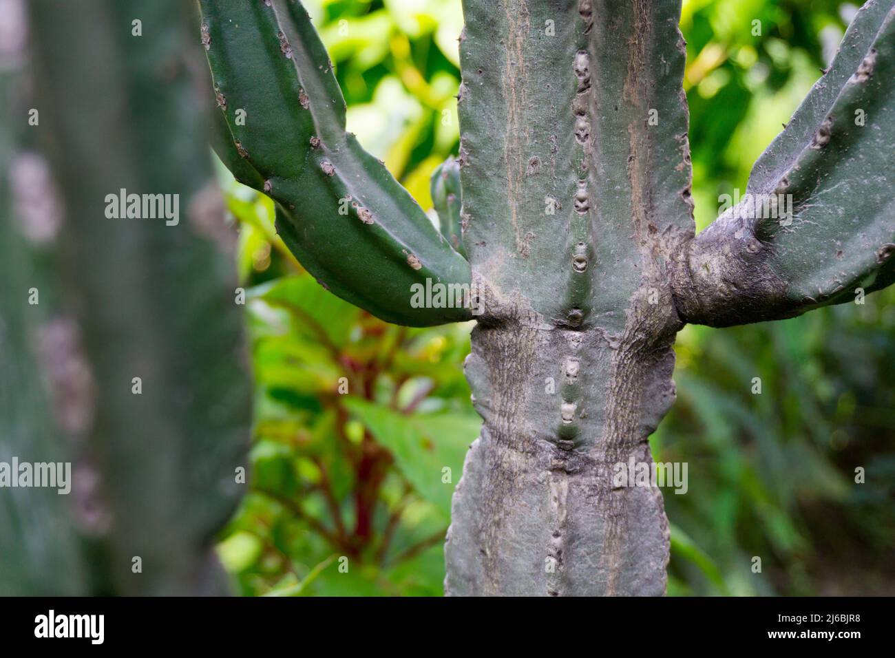 A close p shot of Cereus stenogonus. Cereus stenogonus is a tree-like columnar cactus, with erect stems up to 6 to 8 meters high, much-branched or nea Stock Photo