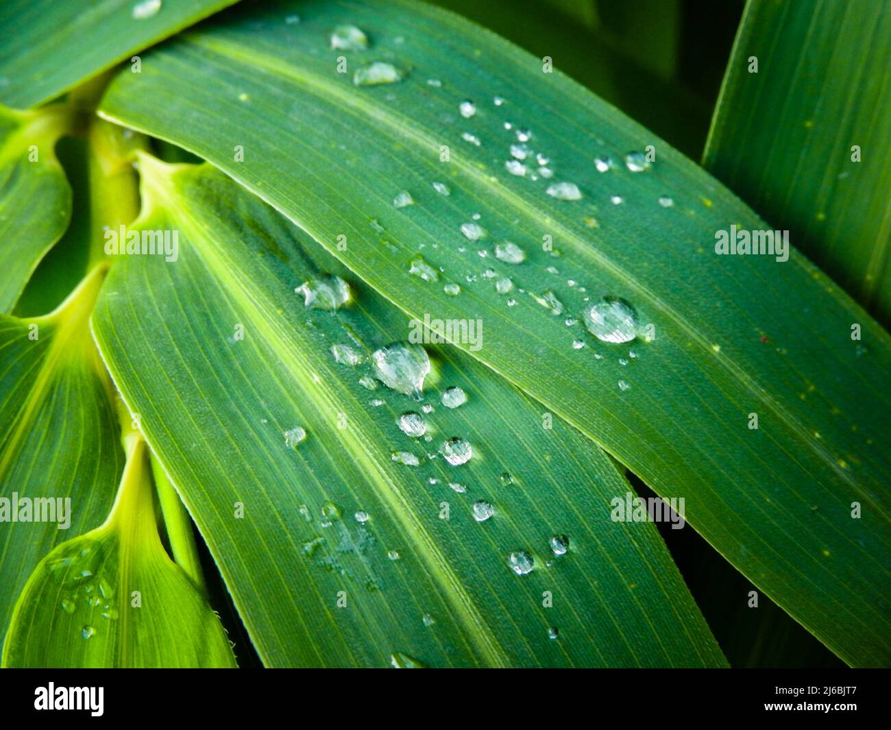 Dew Drops on Bamboo Leaves. Bambusa tulda, or Indian timber bamboo, is considered to be one of the most useful bamboo species. It is native to the Stock Photo