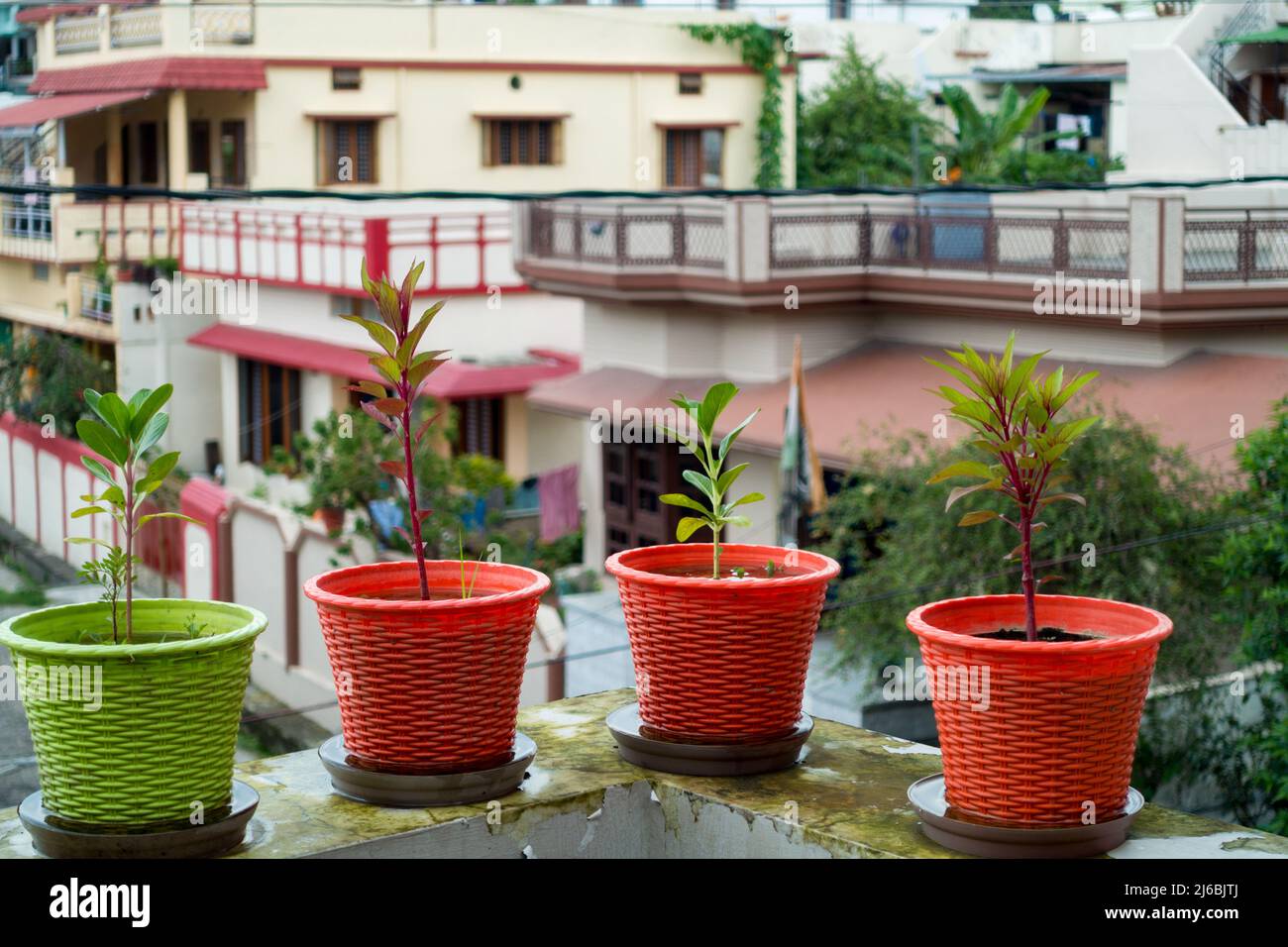 Colorful flower pots with plants placed on the wall of a terrace garden in an Indian household with out of focus background. Stock Photo