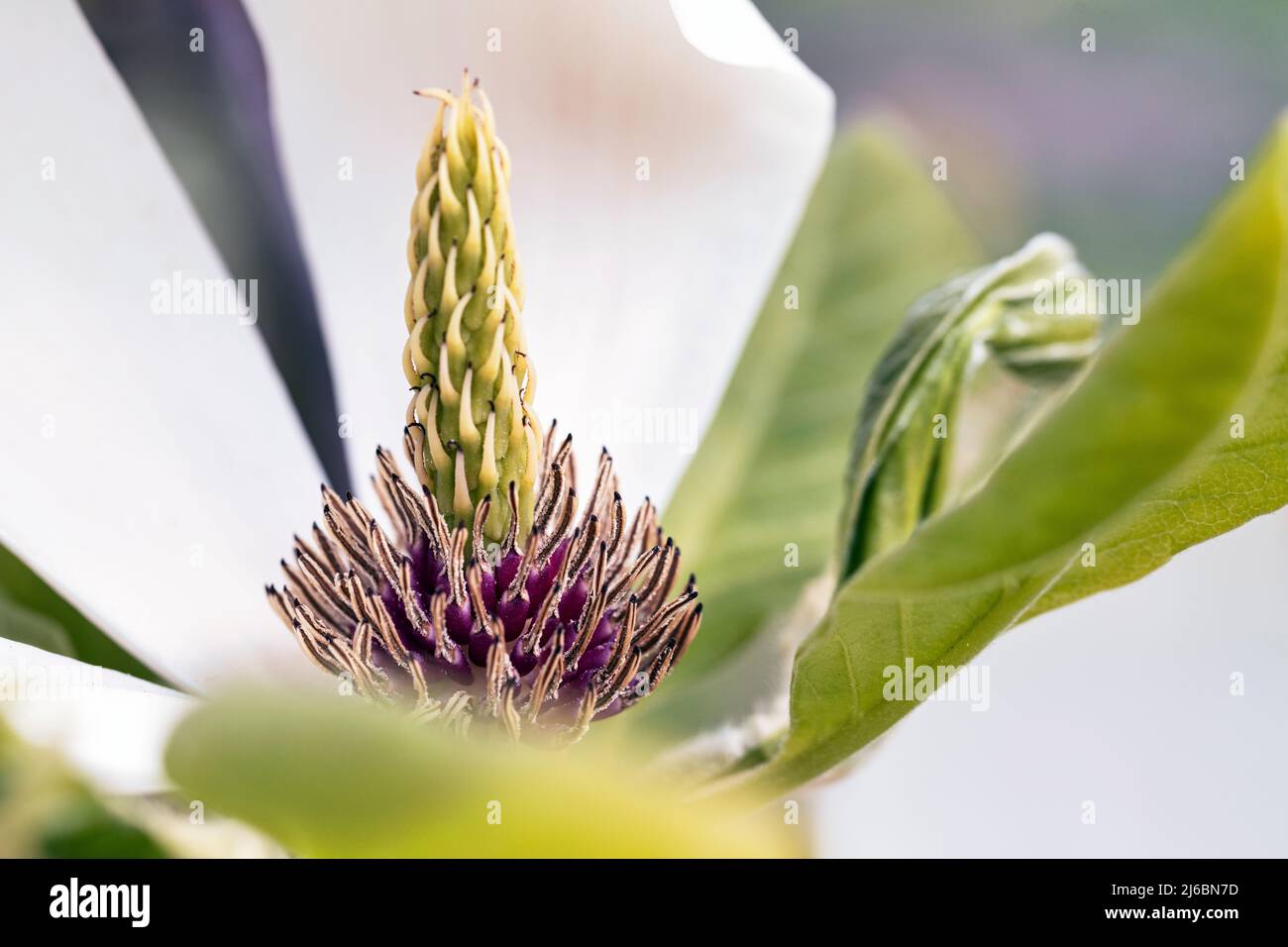 Der Blütenstempel einer Magnolie Stock Photo