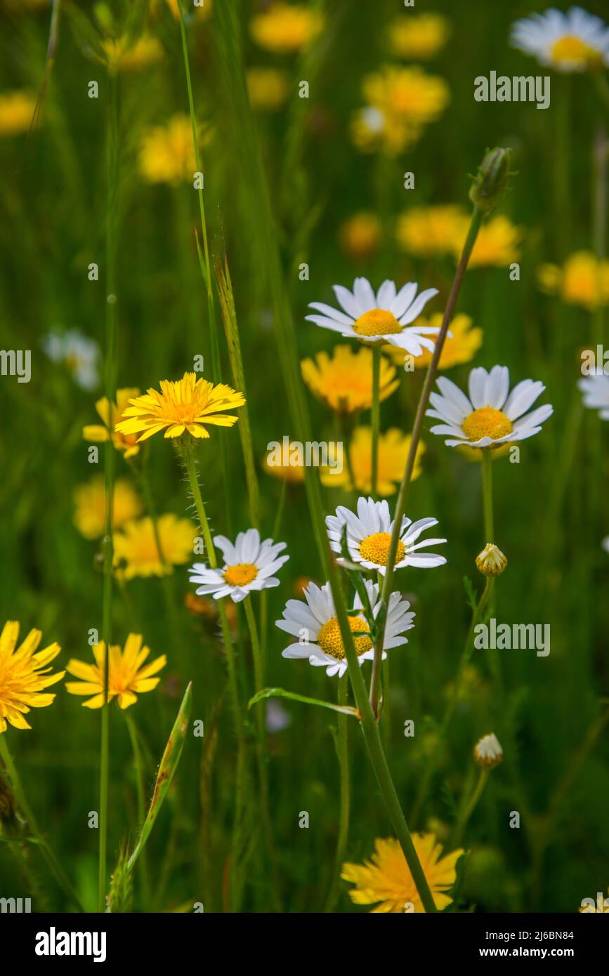 Dandelion and daisy flowers Stock Photo Alamy