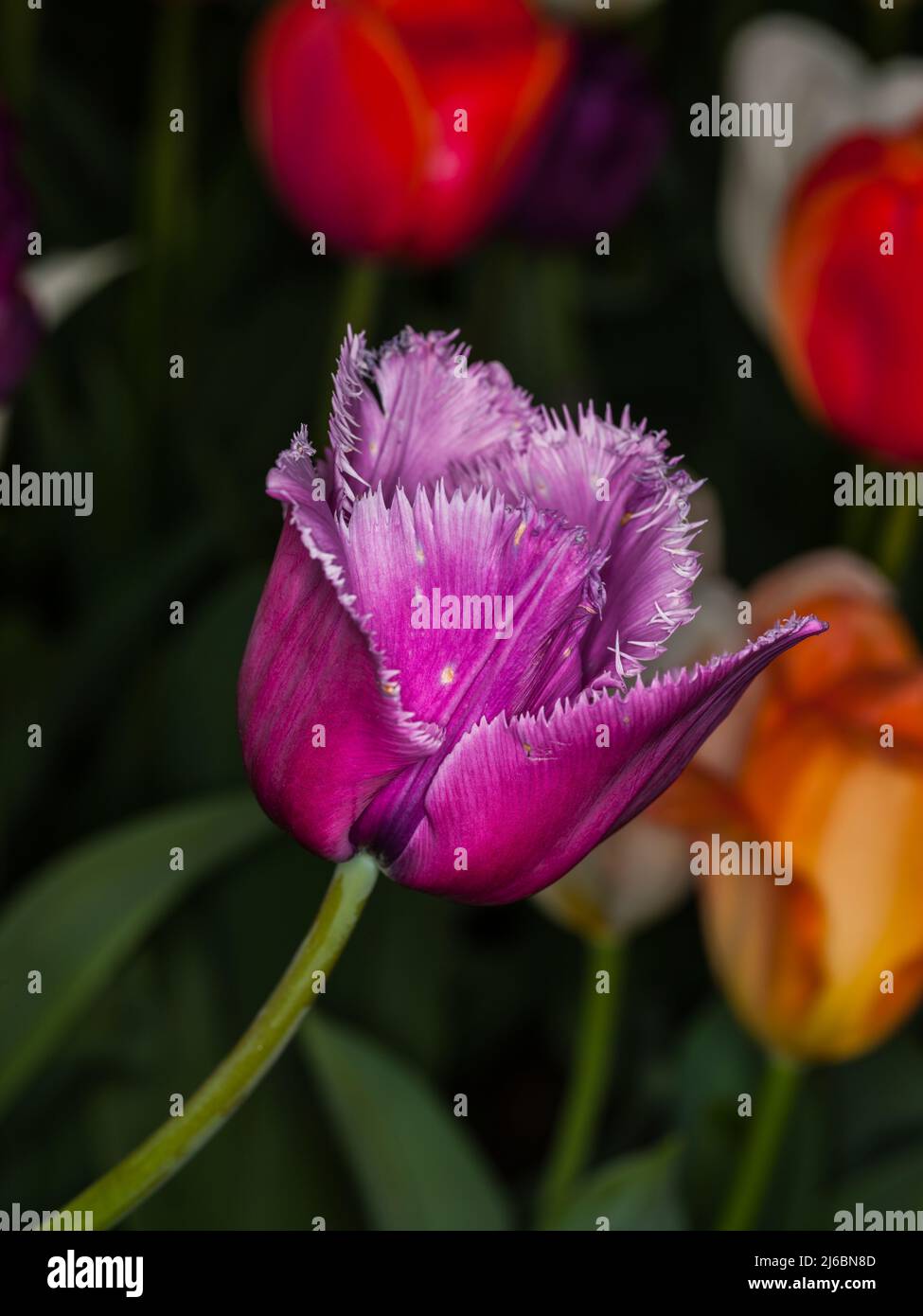Cultivation tulips tulipa sp hi-res stock photography and images - Alamy
