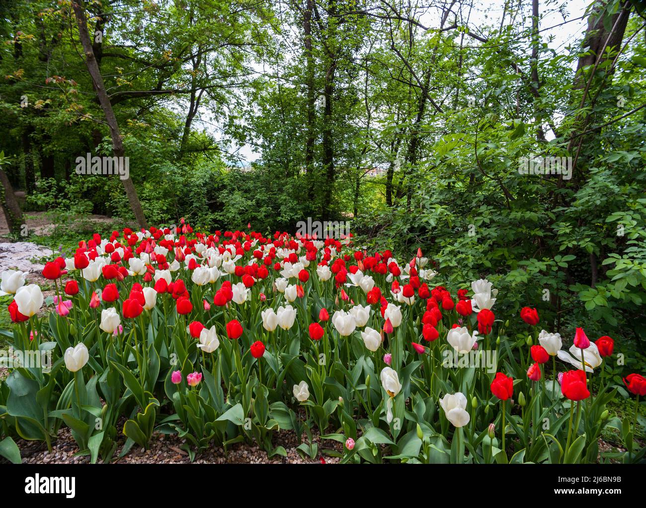Cultivation tulips tulipa sp hi-res stock photography and images - Alamy