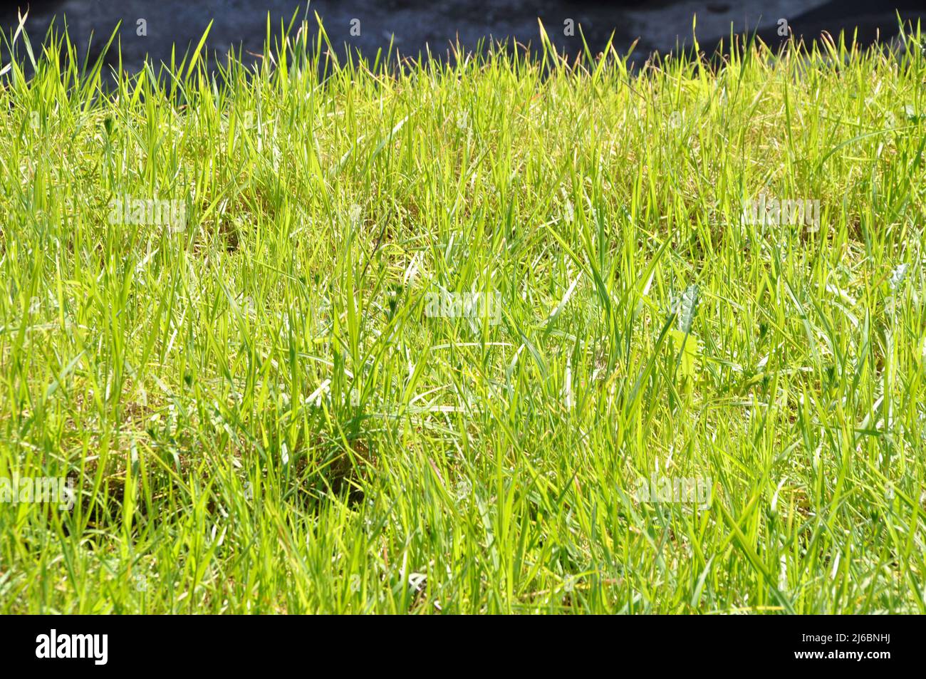 Green grass nature background, natural texture of plant in closeup, green lawn pattern and