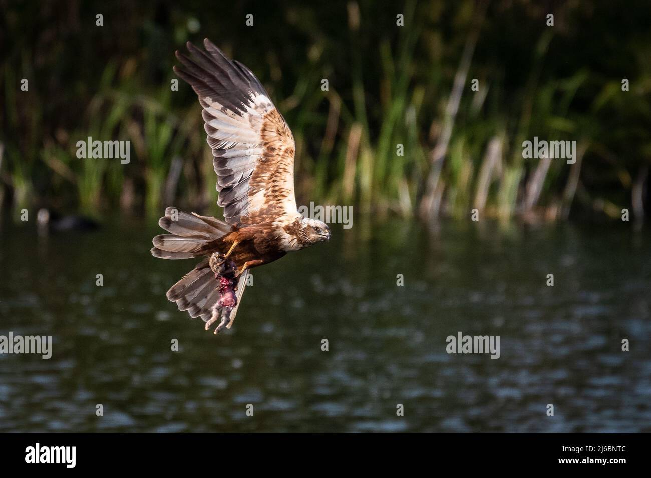 A western marsh harrier (Circus aeruginosus) flies carrying a rabbit in ...