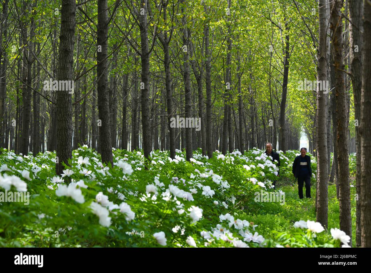 (220430) -- JINAN, April 30, 2022 (Xinhua) -- Farmers check the growth of peony flowers in the woods in Huangtun Village of Heze City, east China's Shandong Province, April 15, 2022. (Xinhua/Zhu Zheng) Stock Photo