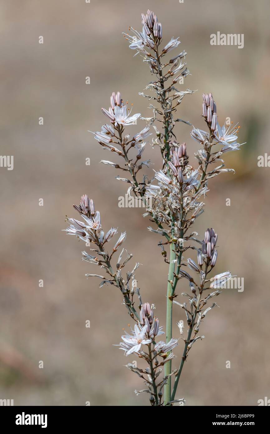 Asphodelus macrocarpus, asphodel. Levsos Stock Photo