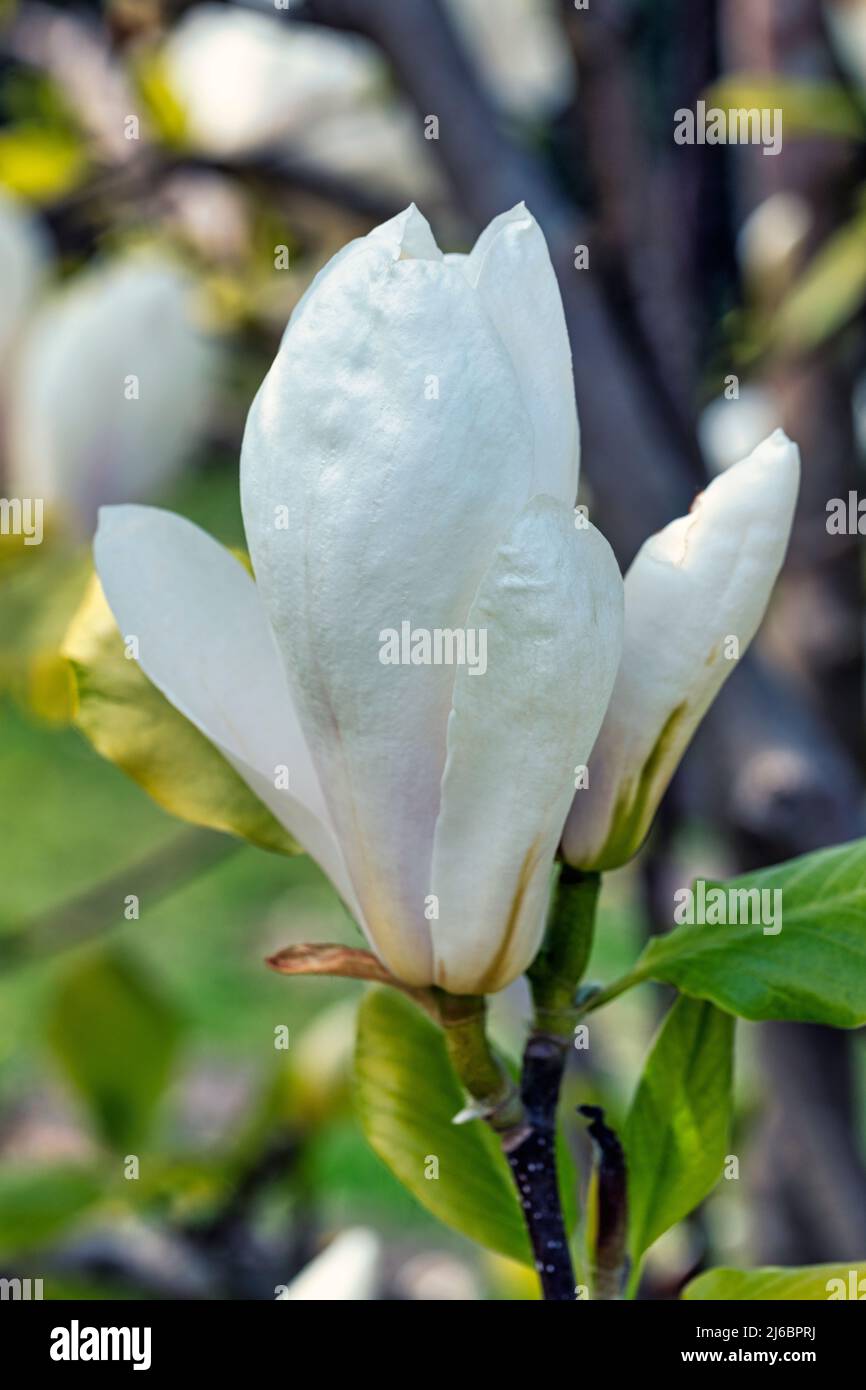 Blüte einer Tulpenmagnolie Stock Photo