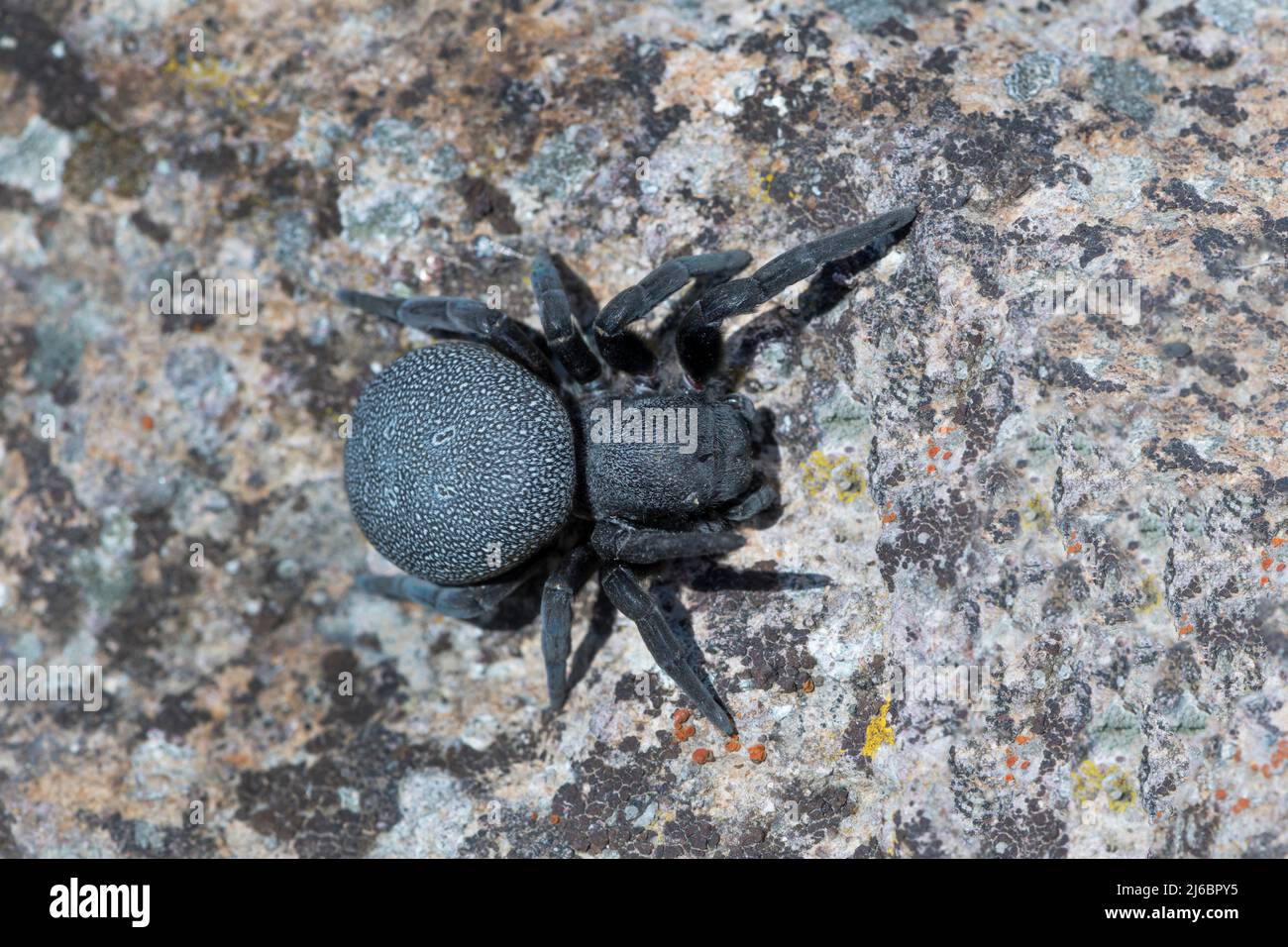 Eresus walckenaeri, female Spider. Levsos Stock Photo