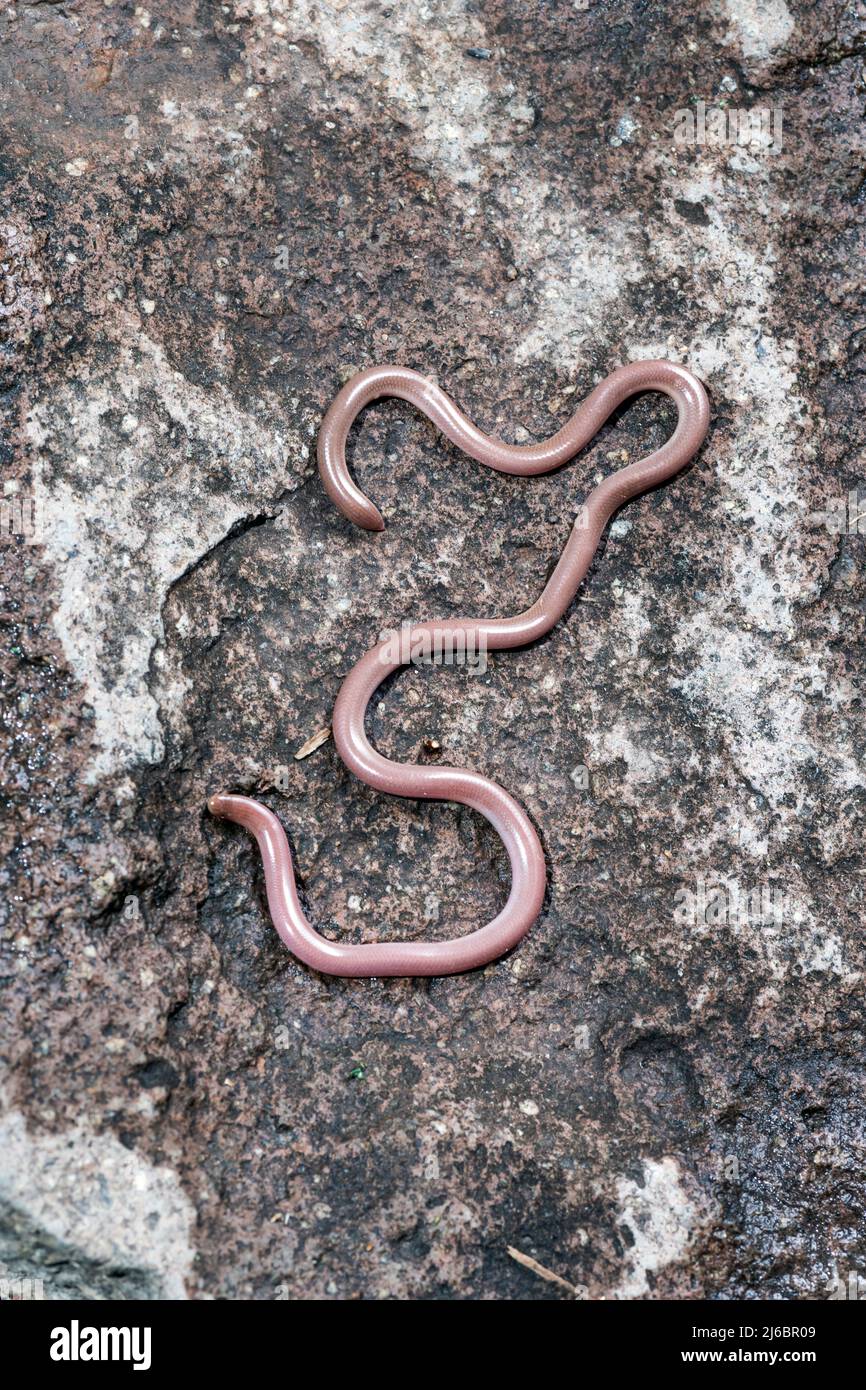 Xerotyphlops vermicularis, European Blind Snake or European Worm Snake. Levsos Stock Photo Alamy