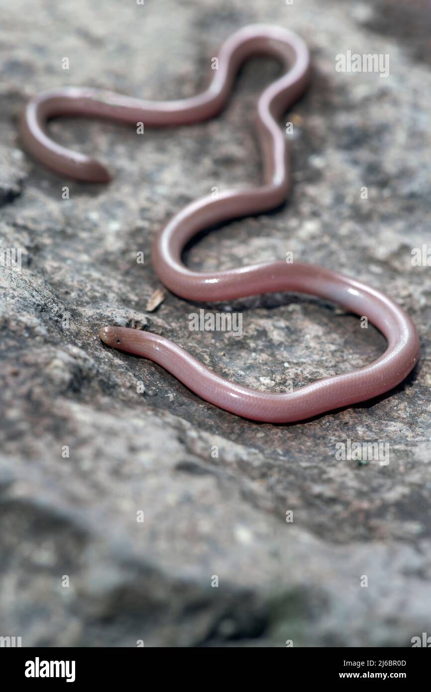 Xerotyphlops vermicularis, European Blind Snake or European Worm Snake. Levsos Stock Photo Alamy