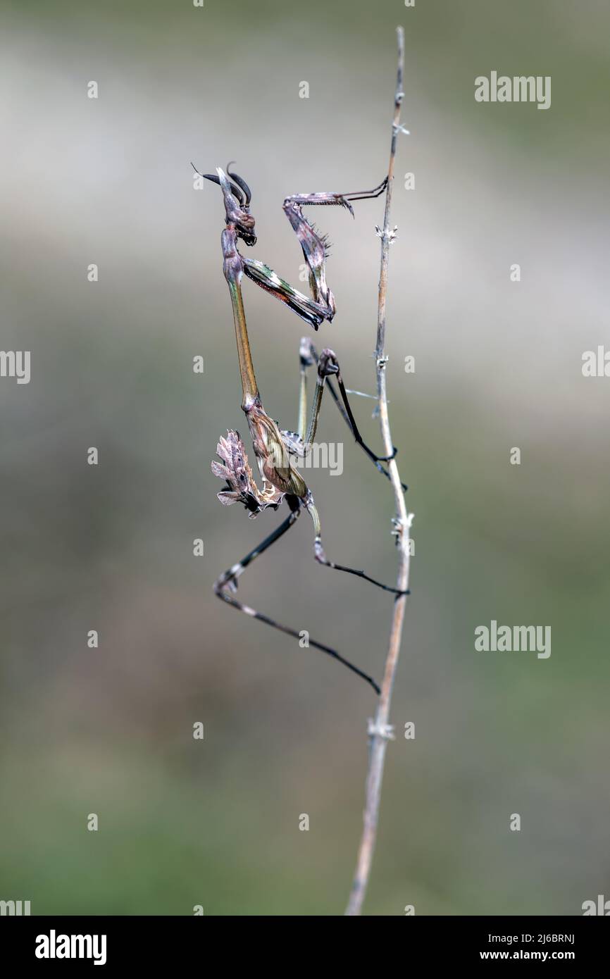 Empusa fasciata, Conehead East Mantis. Levsos Stock Photo